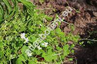 Cymbalaria aequitriloba (Viv.) Chev. (Linaria, Antirrhinum aequitrilobum)