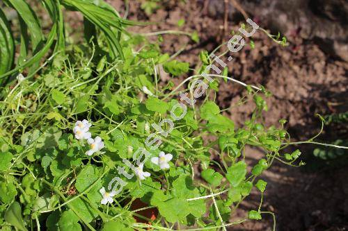 Cymbalaria aequitriloba (Viv.) Chev. (Linaria, Antirrhinum aequitrilobum)