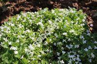 Cymbalaria aequitriloba (Viv.) Chev. (Linaria, Antirrhinum aequitrilobum)