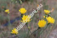 Reichardia picroides (L.) Roth (Scorzonera picroides L., Picridium vulgare Desf., Hypochaeris hirta Ucr., Sonchus)