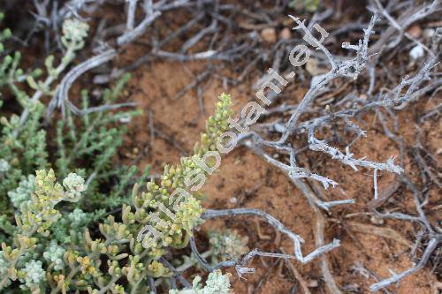 Zygophyllum album L. (Tetraena alba (L. f.) Beier et Thul., Zygophyllum proliferum Forssk.)