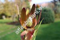 Leucadendron salignum Berg.