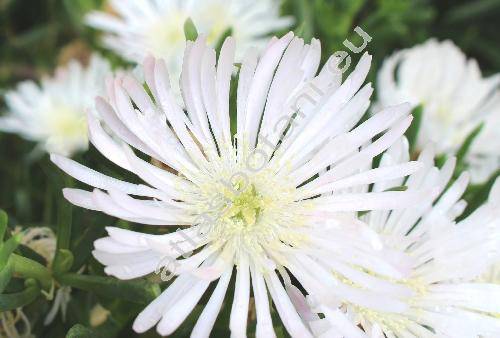 Delosperma basuticum 'White Nugget' (Mesembryanthemum)