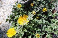 Asteriscus sericeus DC. (Odontospermum sericeum Sch. Bip., Bubonium sericeum (L. f.) Halv. et Wikl.)