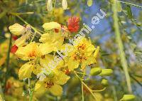 Parkinsonia aculeata L. (Inga pyriformis Jungh., Parkea macropoda Miq.)