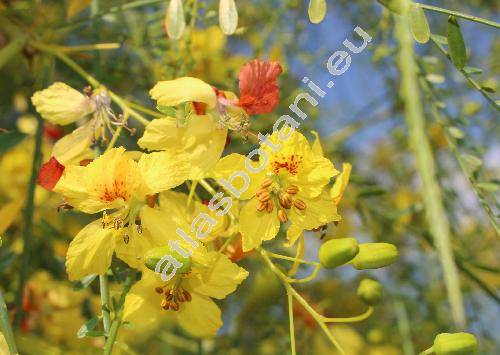 Parkinsonia aculeata L. (Inga pyriformis Jungh., Parkea macropoda Miq.)