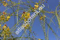 Parkinsonia aculeata L. (Inga pyriformis Jungh., Parkea macropoda Miq.)