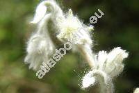 Filago arvensis L. (Logfia arvensis (L.) Holub, Gnaphalium montanum L.)