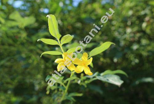 Jasminum floridum Bunge (Jasminum giraldii Diels)