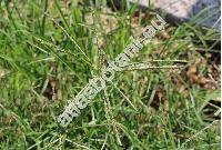Eleusine indica (L.) Gaertn. (Agropyron geminatum Schult. et Schult. f., Cynodon indicus (L.) Rasp., Cynosurus pectinatus Lam., Paspalum dissectum Kniph., Leptochloa pectinata)
