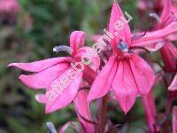 Lobelia 'Starship Deep Rose'