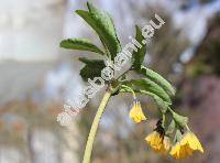 Gymnospermium albertii (Reg.) Takht. (Leontice albertii Reg.)