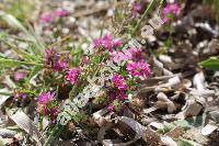 Trifolium resupinatum L. (Chrysaspis)
