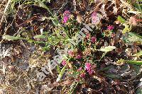 Trifolium resupinatum L. (Chrysaspis)