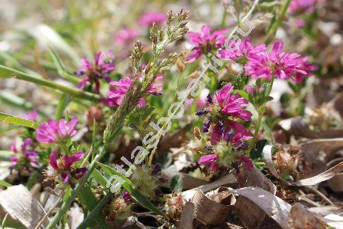 Trifolium resupinatum L. (Chrysaspis)