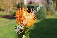 Leucospermum 'Jody Jewell' (Protea)