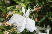 Lobelia 'Riviera White'