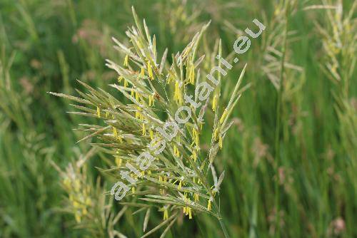 Bromus inermis Leyss. (Anisantha, Ceratochloa, Bromopsis inermis (Leyss.) Holub)