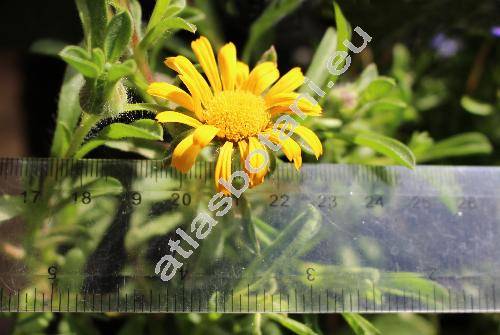 Asteriscus maritimus 'Aurelia Sun'
