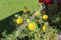 Asteriscus maritimus 'Aurelia Sun'