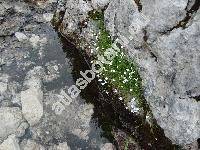 Silene pusilla Waldst. et Kit. (Ixoca pusilla Soj�k)