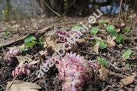 Lathraea squamaria L.