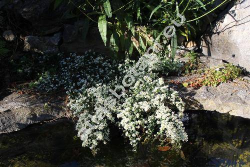 Aster ericoides 'Snow Flurry' (Symphyotrichum ericoides  'Snow Flurry')
