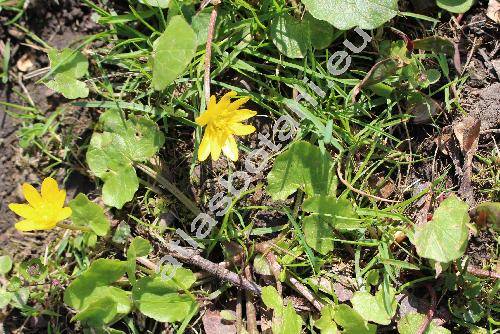 Ficaria verna Huds. (Ranunculus ficaria L.)