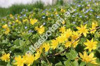 Ficaria verna Huds. (Ranunculus ficaria L.)