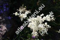 Filipendula vulgaris 'Multiplex' (Filipendula vulgaris 'Flore Plena', Filipendula hexapetala Maxim., Spiraea filipendula L., Ulmaria filipendula (L.) Hill, Filipendula vulgaris Hill)