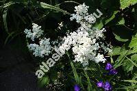 Filipendula vulgaris 'Multiplex' (Filipendula vulgaris 'Flore Plena', Filipendula hexapetala Maxim., Spiraea filipendula L., Ulmaria filipendula (L.) Hill, Filipendula vulgaris Hill)