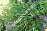 Filipendula vulgaris 'Multiplex' (Filipendula vulgaris 'Flore Plena', Filipendula hexapetala Maxim., Spiraea filipendula L., Ulmaria filipendula (L.) Hill, Filipendula vulgaris Hill)