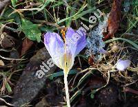 Crocus speciosus Bieb.