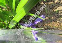 Iris ruthenica Ker Gawl. (Xyridion ruthenicum (Ker Gawl.) Alef.)
