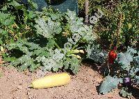 Cucurbita pepo 'Emperol' (Cucurbita pepo L.)