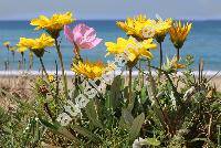 Gazania rigens (L.) Gartn. (Gazania pavonia Br., Gazania splendens Lem., Gorteria heterophylla Willd., Othonna rigens L.)