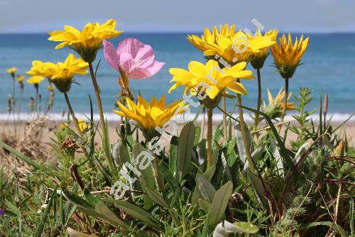 Gazania rigens (L.) Gartn. (Gazania pavonia Br., Gazania splendens Lem., Gorteria heterophylla Willd., Othonna rigens L.)