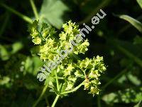 Alchemilla vulgaris L. (Alchemilla acutangula Buser, Alchemilla acutiloba Opiz)