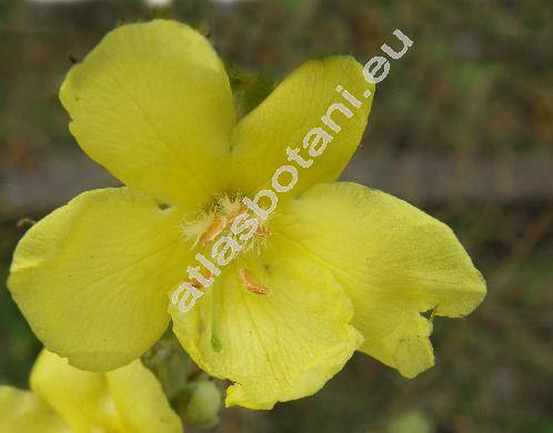 Verbascum phlomoides L. (Verbascum rugulosum Willd, Verbascum nemorosum Schrad., Verbascum australe Schrad., Thapsus phlomoides (L.) Opiz)