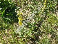 Verbascum phlomoides L. (Verbascum rugulosum Willd, Verbascum nemorosum Schrad., Verbascum australe Schrad., Thapsus phlomoides (L.) Opiz)