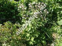 Anemone japonica Sieb. et Zucc. (Anemone hupehensis Lemoine)