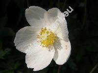 Anemone sylvestris L. (Anemone alba Juss.)