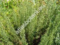 Artemisia abrotanum L.