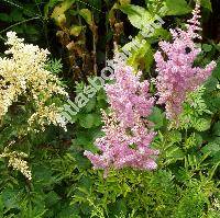 Astilbe x arendsii Arends