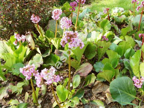 Bergenia crassifolia (Saxifraga crassifolia L.)