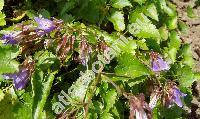 Campanula raddeana (Campanula raddeana Trauv.)