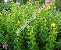 Centaurea macrocephala (Grossheimia macrocephala (Willd.) Sosnovski et Takhtad�.)