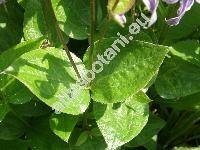Clematis integrifolia L. (Viorna integrifolia (L.) Spach, Coriflora integrifolia (L.) W. A. Weber, Clematis nutans Crantz)