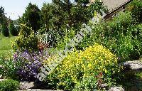 Corydalis lutea (Corydalis lutea (L.) DC., Pseudofumaria lutea (L.) Borkh.)