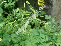Corydalis lutea (Corydalis lutea (L.) DC., Pseudofumaria lutea (L.) Borkh.)